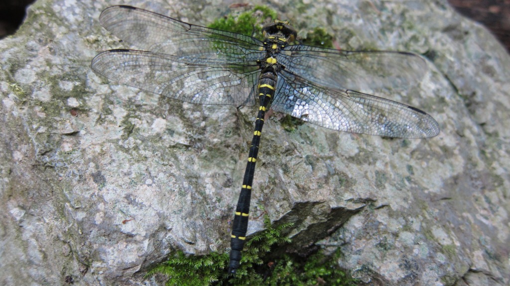 Libellula gialla: Cordulegaster bidentata